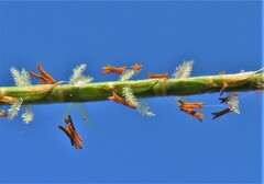 Hemarthria altissima