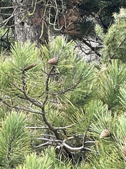 Pinus nigra