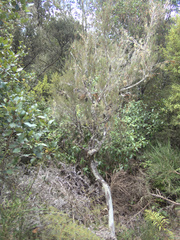 Dracophyllum subulatum