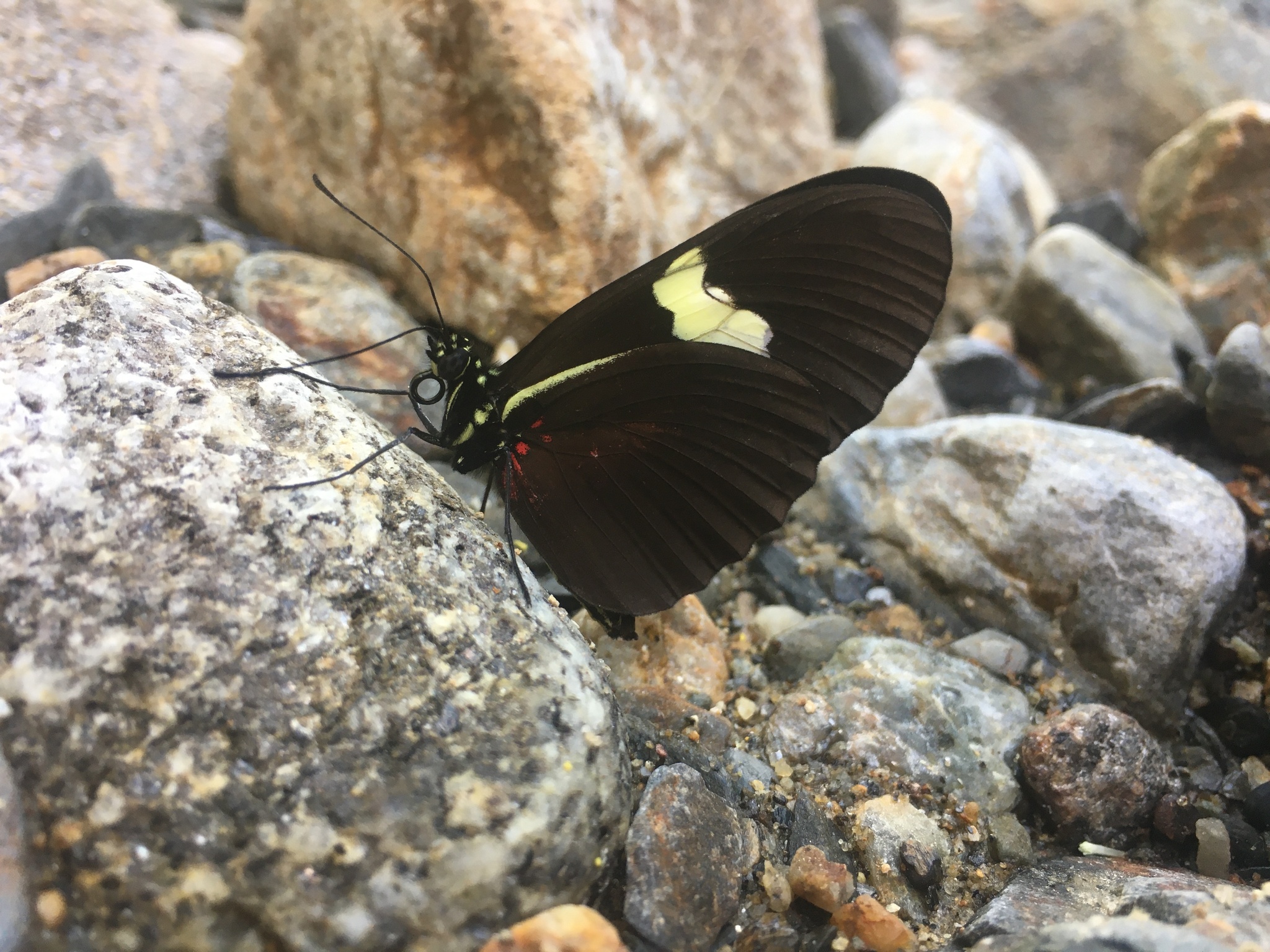 Heliconius himera image