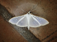 Palpita vitrealis