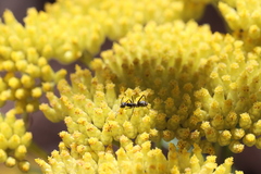 Cassinia aureonitens