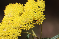 Cassinia aureonitens