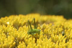 Cassinia aureonitens