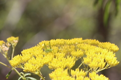 Cassinia aureonitens