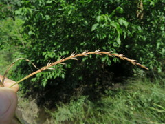 Hemarthria altissima