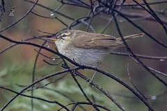 Phylloscopus trochiloides