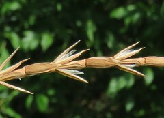 Hemarthria altissima