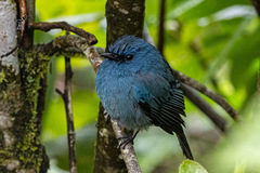 Eumyias albicaudatus