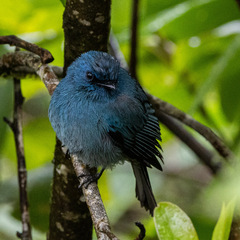 Eumyias albicaudatus