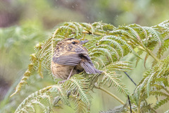 Anthus nilghiriensis
