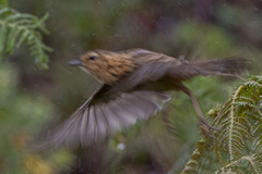 Anthus nilghiriensis
