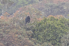 Semnopithecus johnii