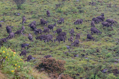 Nilgiritragus hylocrius