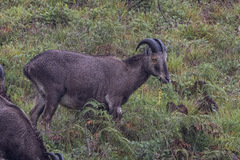 Nilgiritragus hylocrius