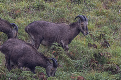 Nilgiritragus hylocrius