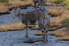 Nilgiritragus hylocrius
