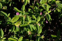 Lantana involucrata