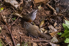 Montecincla fairbanki