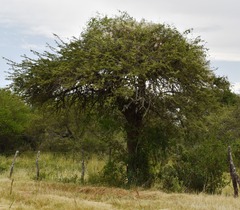 Prosopis affinis