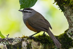 Montecincla fairbanki