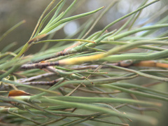 Dracophyllum subulatum