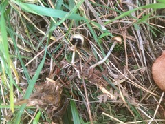 Psilocybe serbica