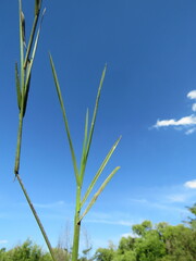 Hemarthria altissima