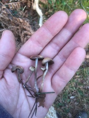 Psilocybe serbica