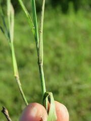 Hemarthria altissima