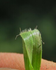 Hemarthria altissima