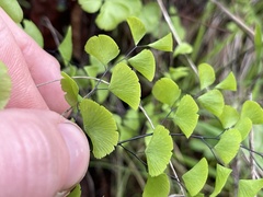 Adiantum jordanii