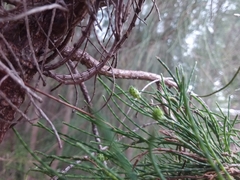 Selitrichodes utilis