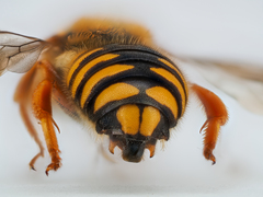 Rhodanthidium septemdentatum