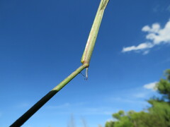 Hemarthria altissima