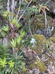 Cyathodes glauca
