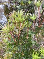 Cyathodes glauca