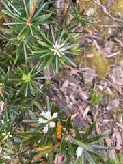Cyathodes glauca