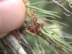 Dracophyllum subulatum
