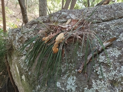 Brassavola appendiculata