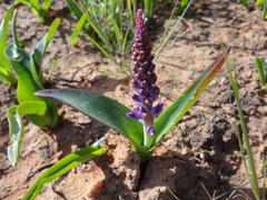 Lachenalia splendida