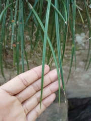 Brassavola appendiculata