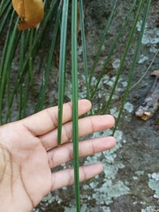 Brassavola appendiculata