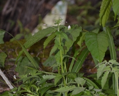 Cleome rutidosperma
