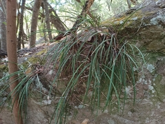 Brassavola appendiculata