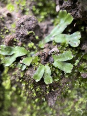 Targionia hypophylla