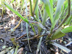 Hemarthria altissima