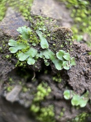 Targionia hypophylla