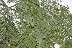 Adenanthera pavonina