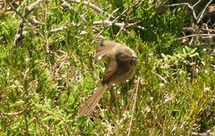 Prinia maculosa